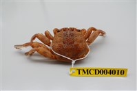 藏品(鱗形斜紋蟹)的圖片